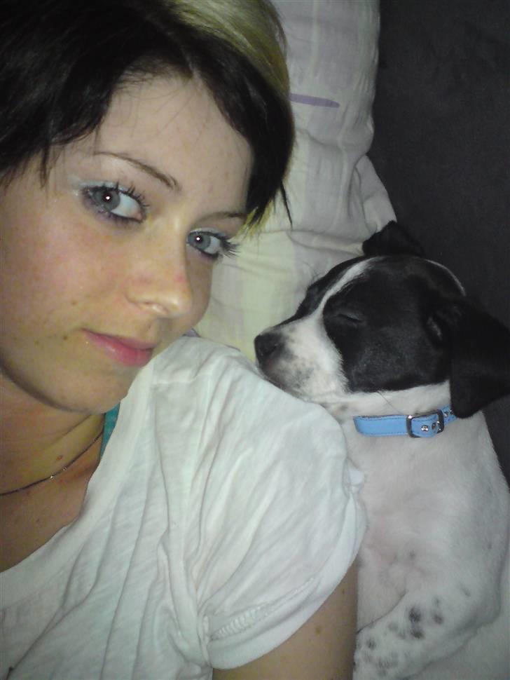 Dansk svensk gaardhund Bobo - Mig og min mor der ligger og putter<3 billede 17