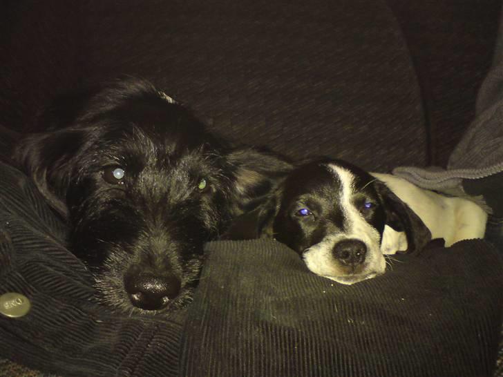 Dansk svensk gaardhund Bobo billede 18