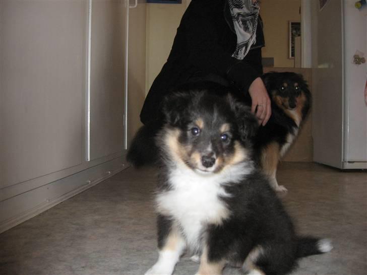 Shetland sheepdog Spirens Enya - Lille Enya , bare 6½ uge gammel , med mor i baggrunden (:  billede 4