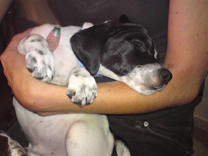 Dansk svensk gaardhund Bobo billede 19