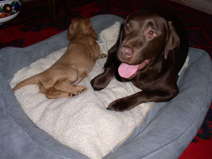 Labrador retriever Zafir - Zafir med sin nye "lillesøster" Lady... billede 12