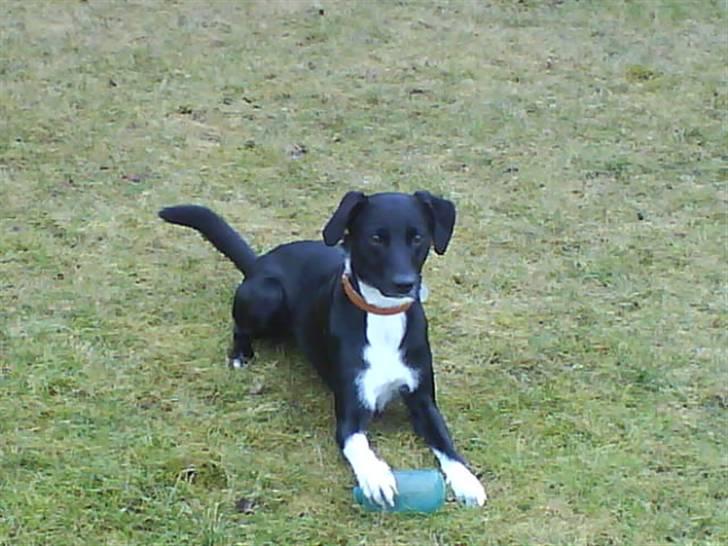 Blanding af racer Thejs - nuurh!! :o) jeg elsker dig<33 billede 2