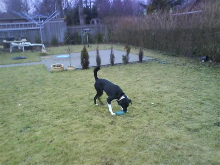 Blanding af racer Thejs - min Thejse mand:D billede 3