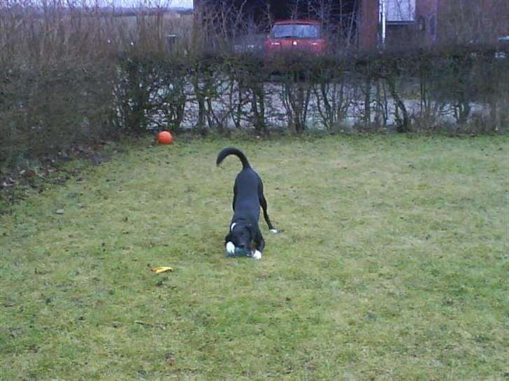 Blanding af racer Thejs - I love you <3 billede 4