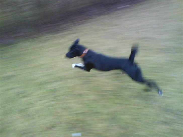 Blanding af racer Thejs - Du kan bare hoppe så højt og løbe så hurtig<3 billede 6