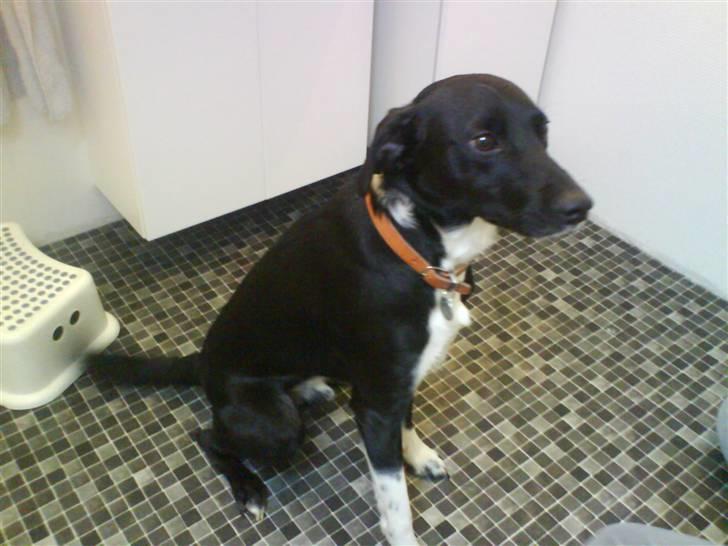 Blanding af racer Thejs - min smukke hund billede 7