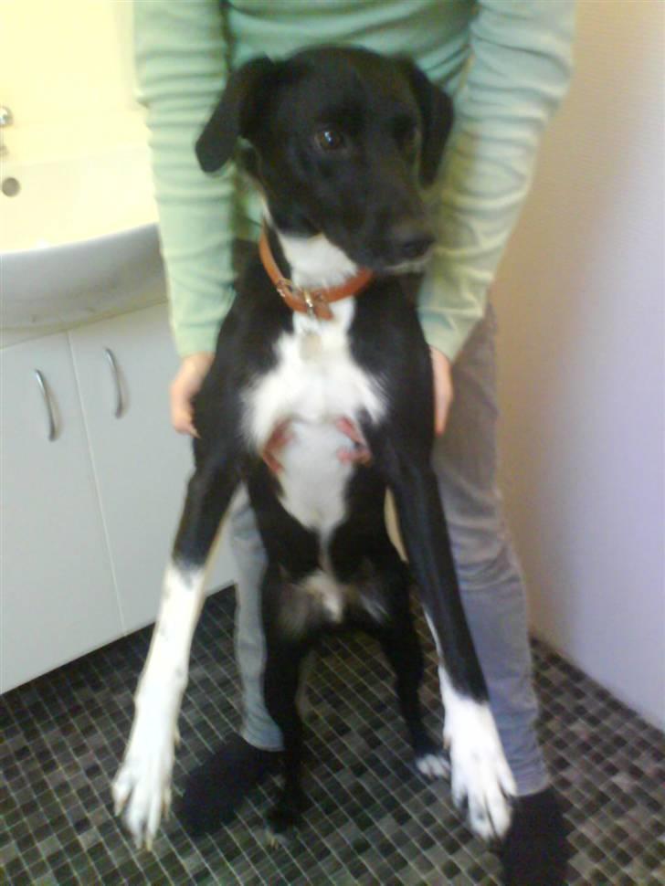 Blanding af racer Thejs - cool:P <333 billede 8