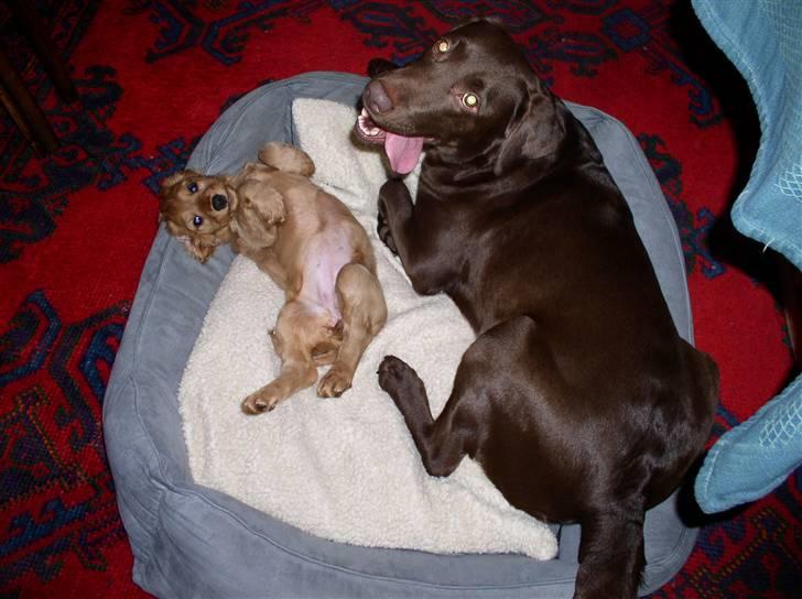 Cocker spaniel Lady - Lady hygger med sin nye "storesøster" Zafir.. billede 18