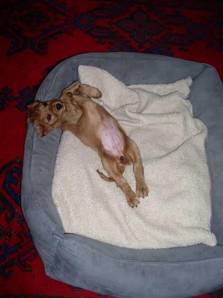 Cocker spaniel Lady - Lady har lige indtaget Zafirs kurv;-) billede 19