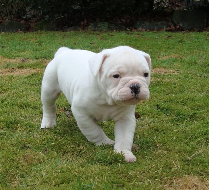 Amerikansk bulldog Kong Carnes Åse - Åse 6 uger billede 9