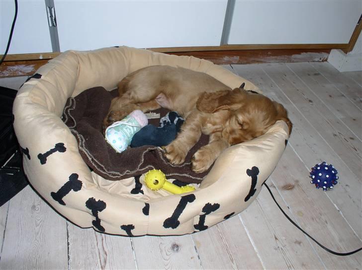 Cocker spaniel Lady - Så blev man træt.. billede 20