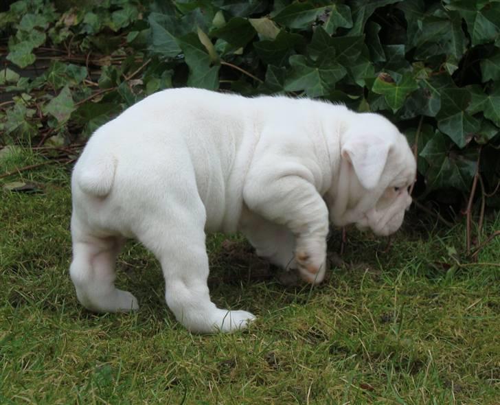 Amerikansk bulldog Kong Carnes Åse - Åse 6 uger billede 10