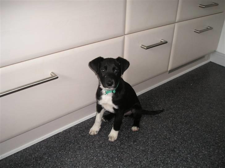 Blanding af racer Thejs - MIN lille Thjes mand som lille:D billede 9