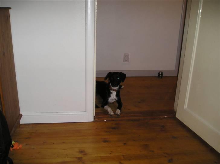 Blanding af racer Thejs - miiin dejlige hund :D billede 11