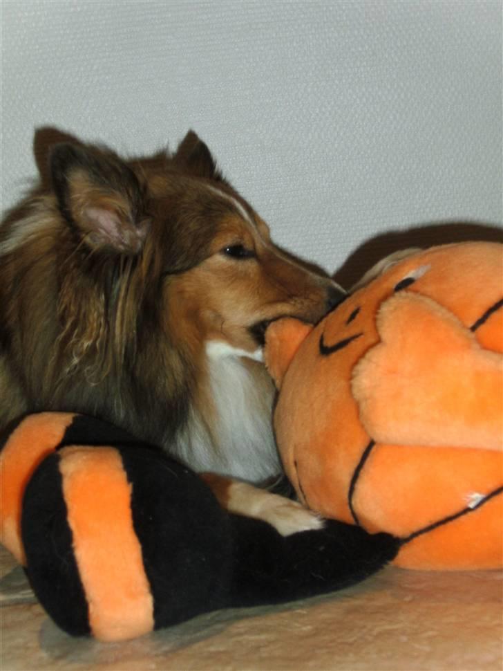 Shetland sheepdog Spirens Diva - Diva med yndlingsbamsen ;D  billede 5