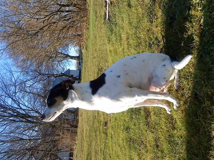 Dansk svensk gaardhund kvik RIP-2017 <3 - jeg sidder lige og nyder solen :D billede 2