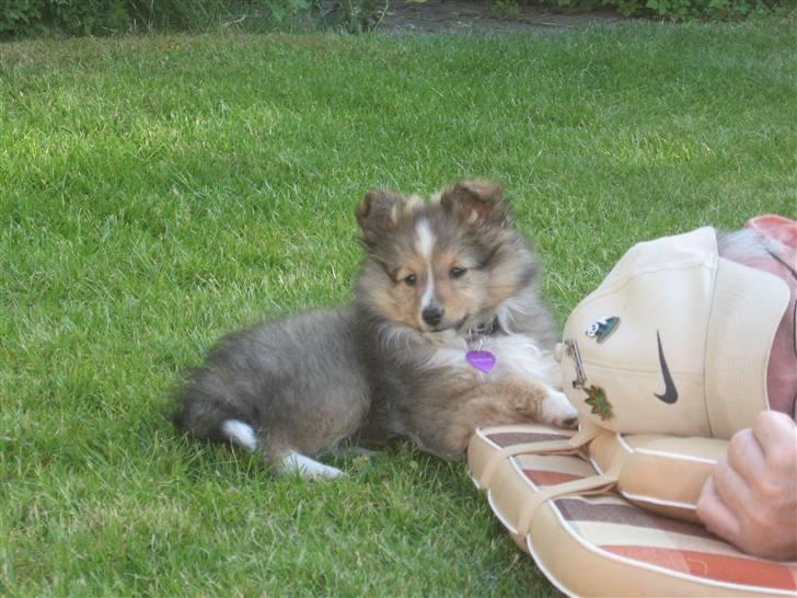 Shetland sheepdog Spirens Diva - Lille uldtot på 10 uger (: billede 6