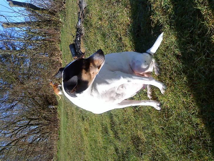 Dansk svensk gaardhund kvik RIP-2017 <3 - "HOV.. hvor blev katten af :s???" billede 3