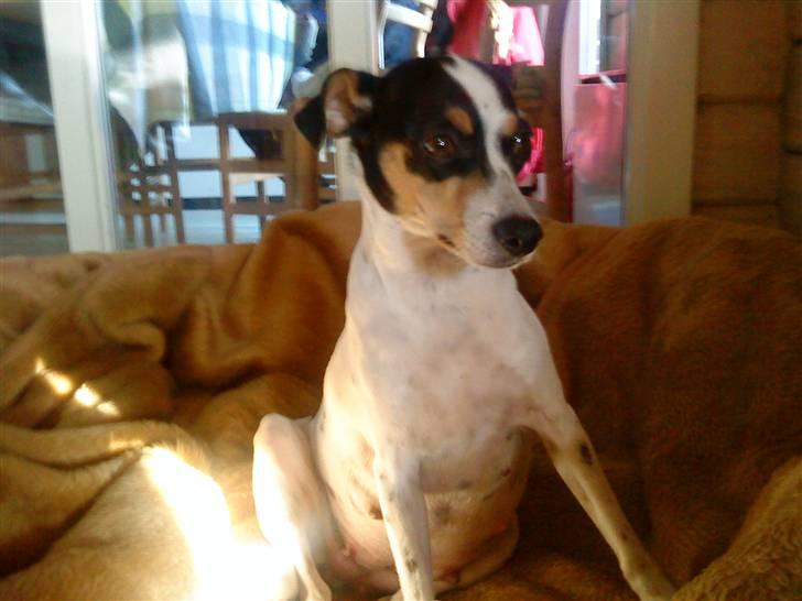 Dansk svensk gaardhund kvik RIP-2017 <3 billede 4