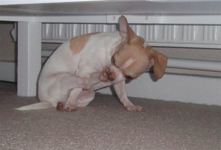 Chihuahua ELLA billede 11