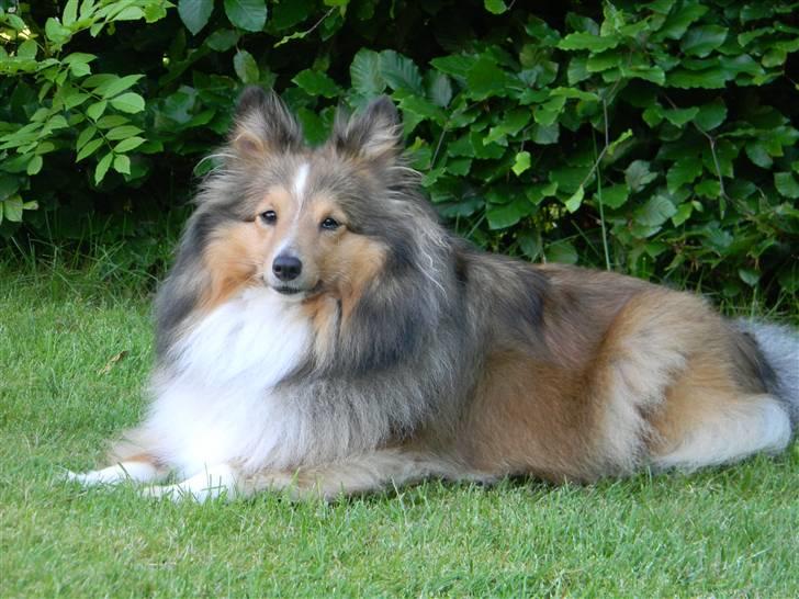 Shetland sheepdog Spirens Diva - D. 15.06.2010 - #Foto: Mig billede 7