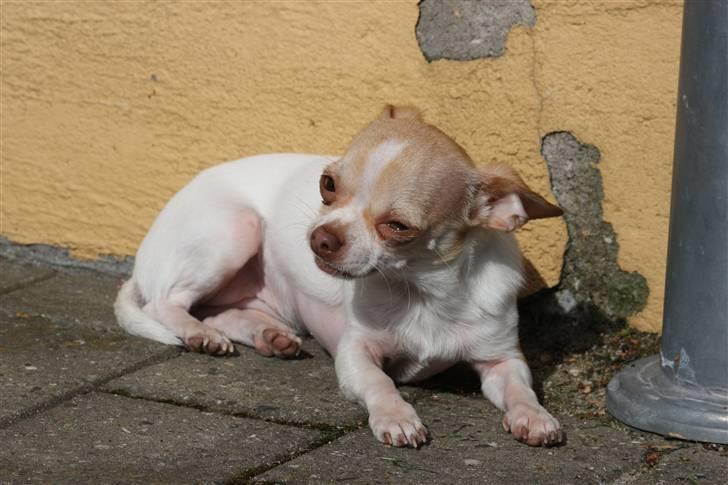 Chihuahua ELLA billede 12