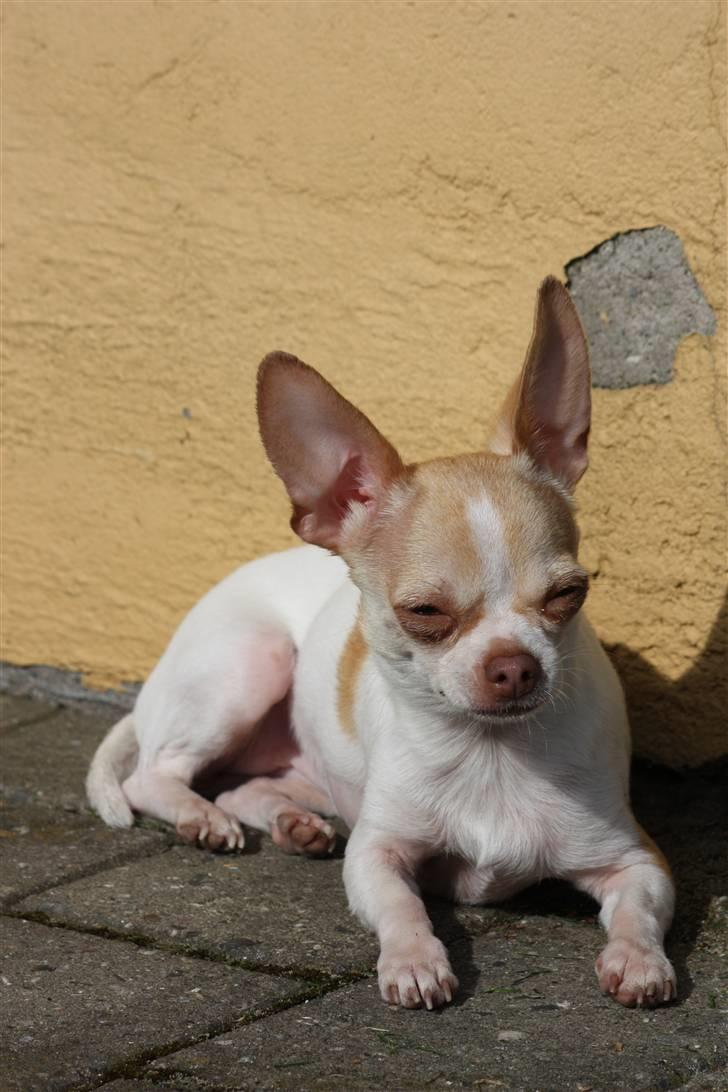 Chihuahua ELLA billede 13