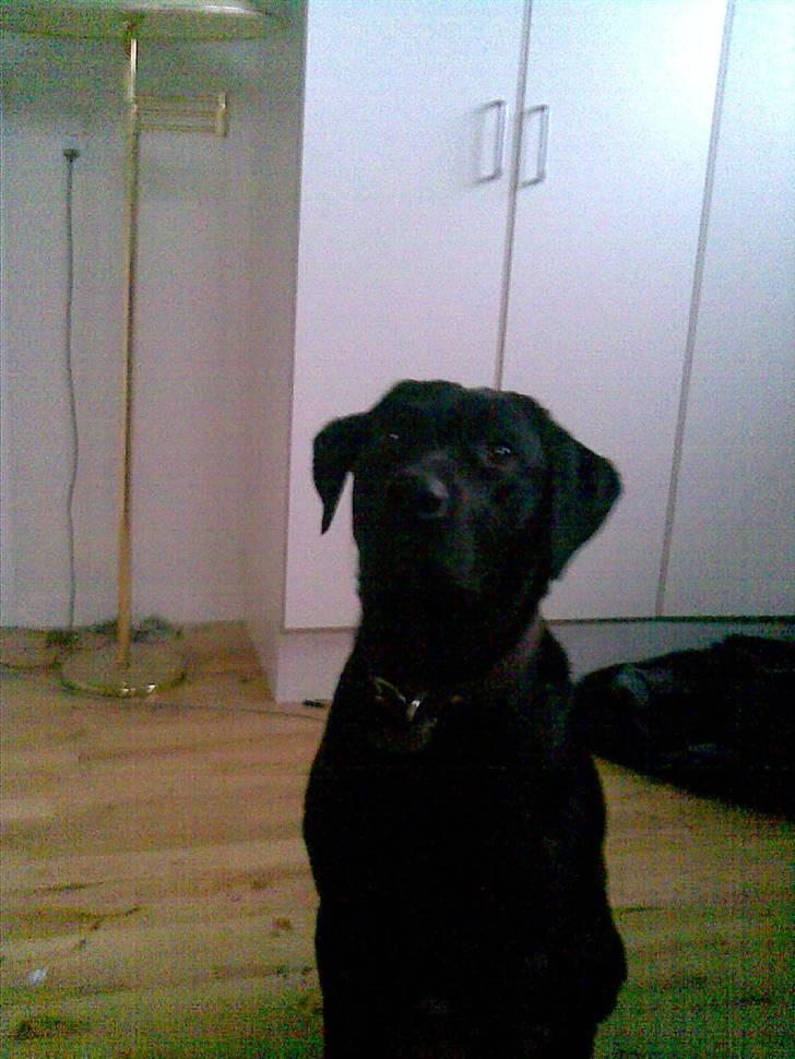 Labrador retriever - Futte ' Rest In Peace  - >> i miss you so badly? << billede 1