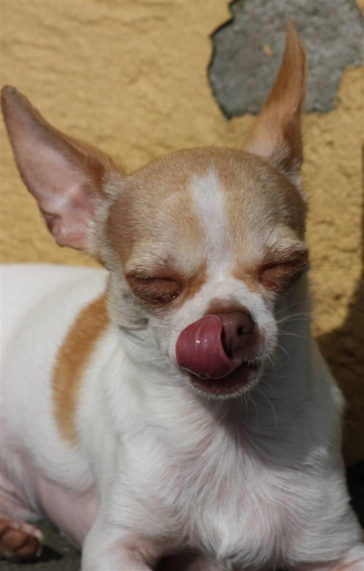 Chihuahua ELLA billede 14