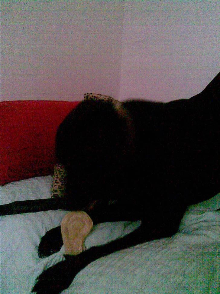 Labrador retriever - Futte ' Rest In Peace  - >> jeg elsker dig højere end noget andet << billede 2