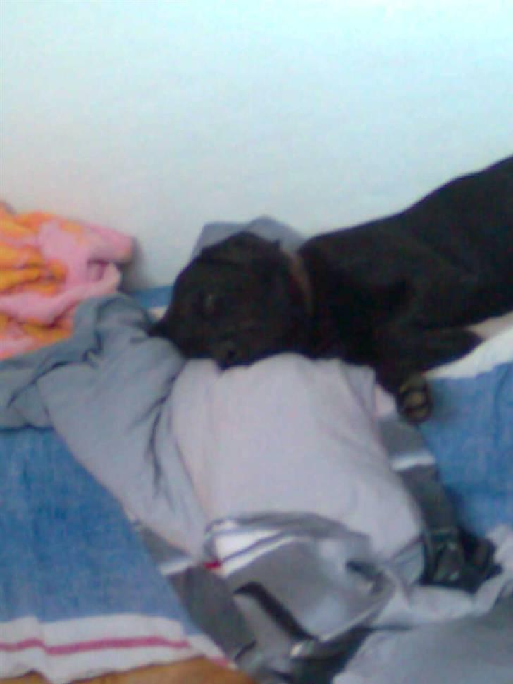 Labrador retriever - Futte ' Rest In Peace  - >> du vil altid have en plads i mit hjerte! << billede 3