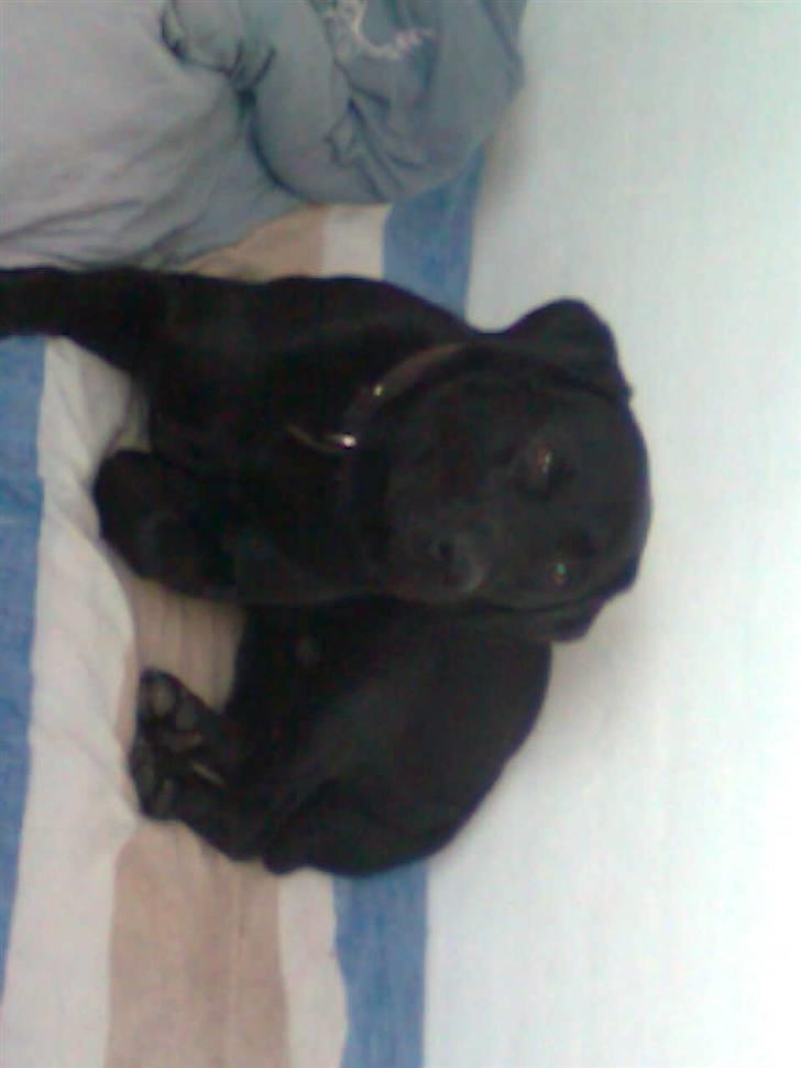 Labrador retriever - Futte ' Rest In Peace  - >> hvorfor lige dig?, du er stadig mit ét&àlt << billede 4