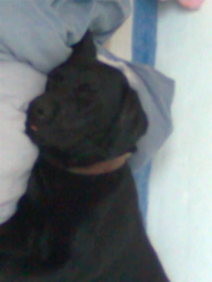 Labrador retriever - Futte ' Rest In Peace  - >> du vil altid være min bedsteven, vil jeg være din? << billede 5