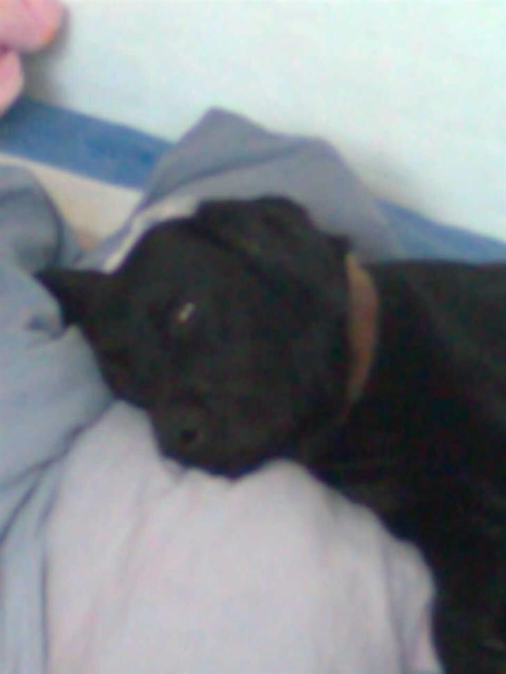 Labrador retriever - Futte ' Rest In Peace  - >> please come back, i can´t without you ! << | >> see you in heaven, best friend .. << billede 6