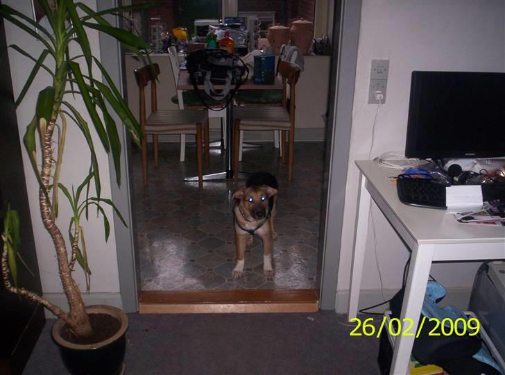 Blanding af racer Buller billede 1