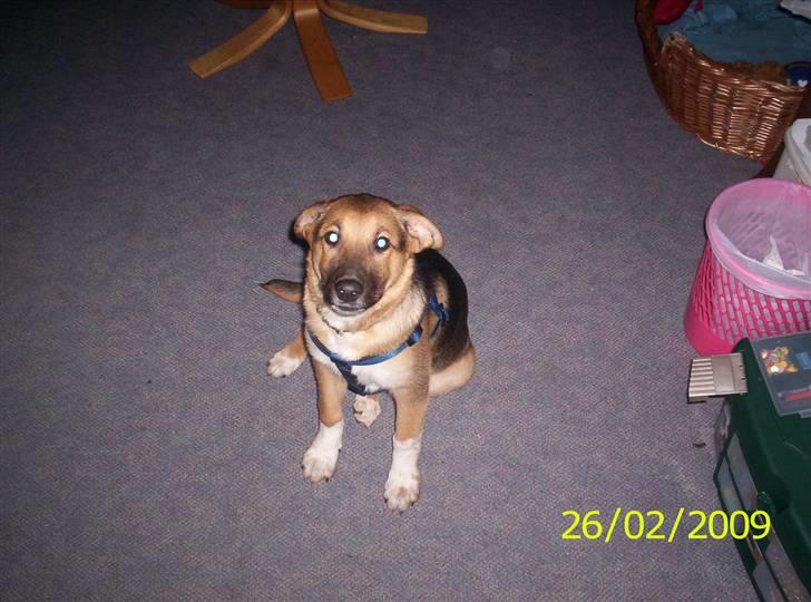 Blanding af racer Buller billede 2