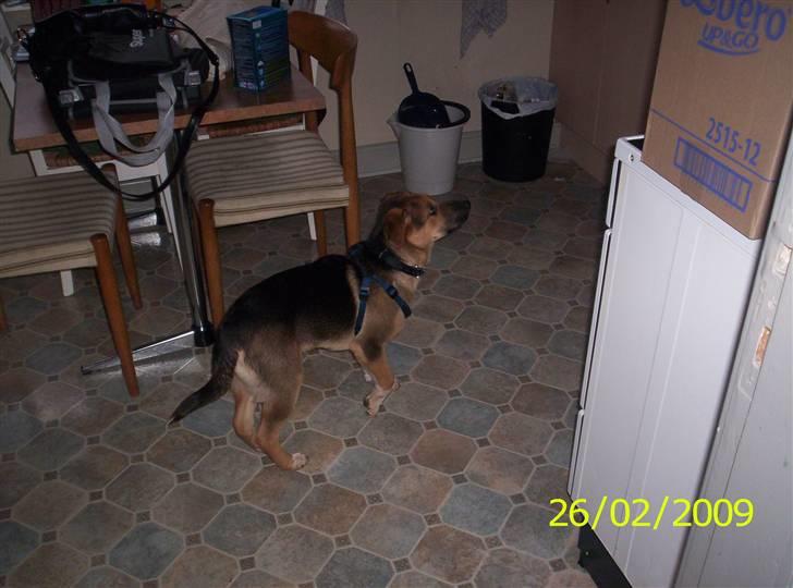 Blanding af racer Buller billede 3