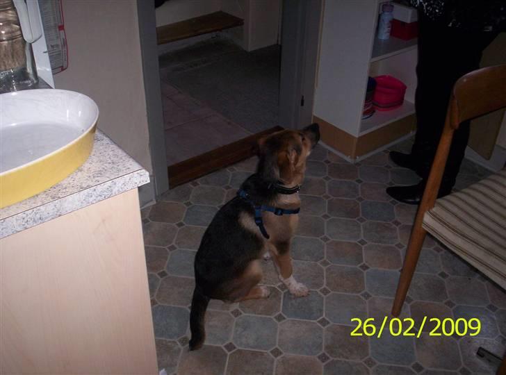 Blanding af racer Buller billede 4