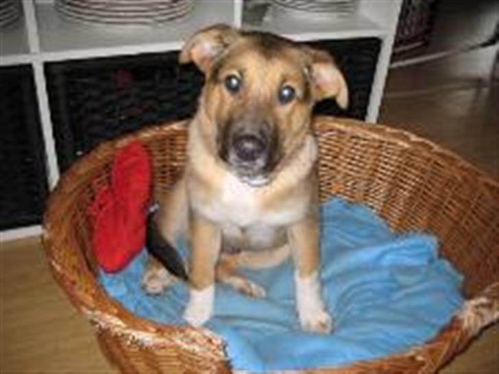 Blanding af racer Buller billede 5