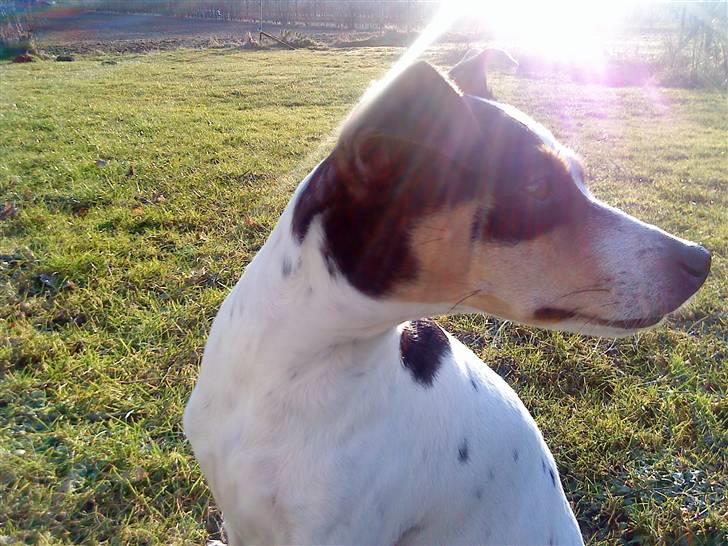 Dansk svensk gaardhund kvik RIP-2017 <3 billede 5