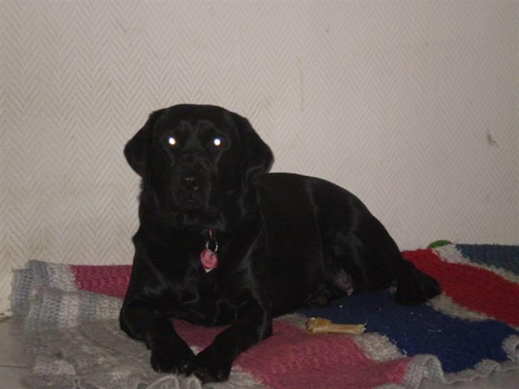 Labrador retriever cherri - hejsa er ligger jeg tit og hygger billede 9