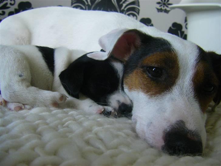 Jack russell terrier <3 sally <3 billede 13