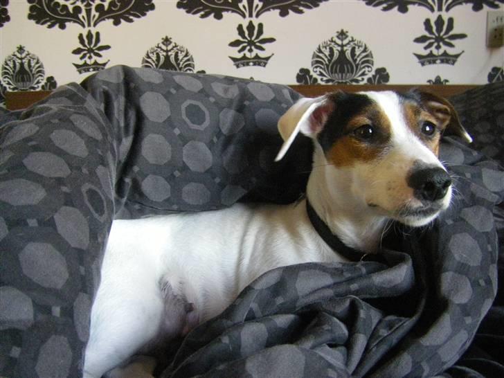Jack russell terrier <3 sally <3 billede 14