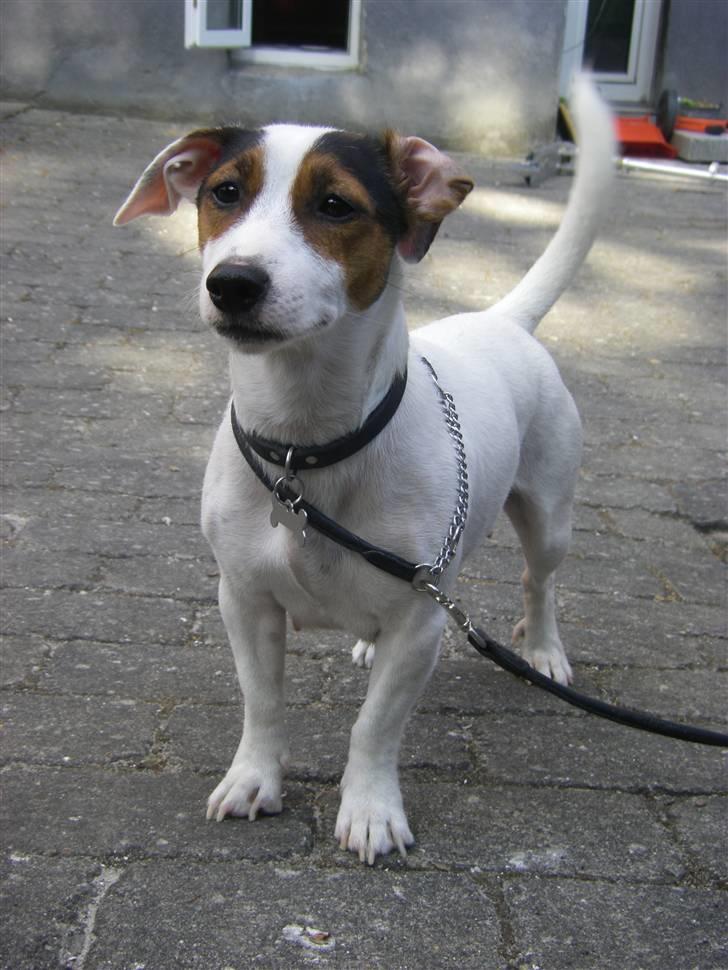 Jack russell terrier <3 sally <3 billede 15