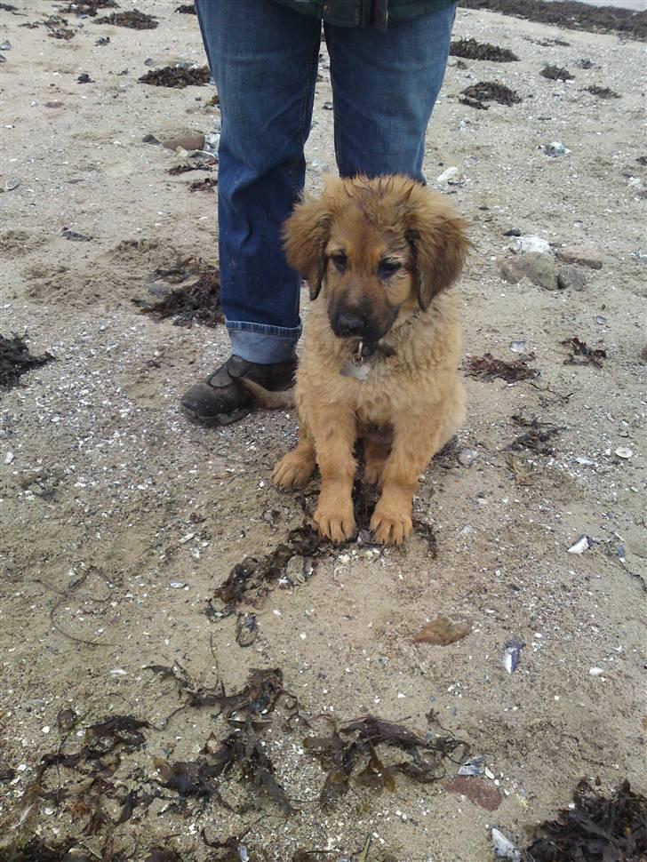 Blanding af racer Lani billede 12