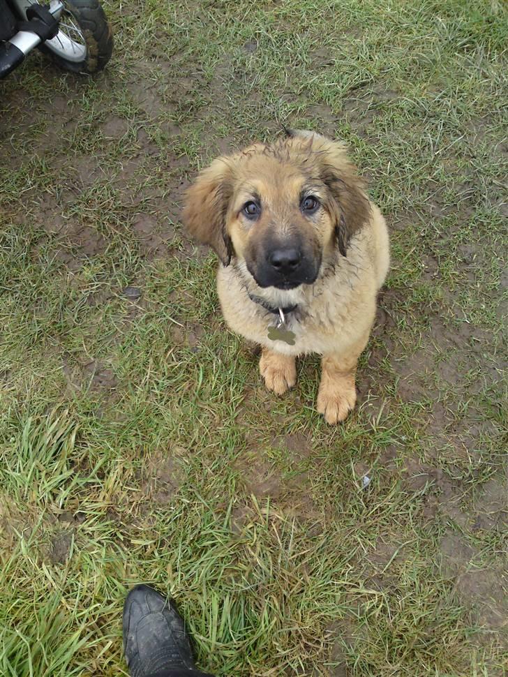 Blanding af racer Lani billede 13