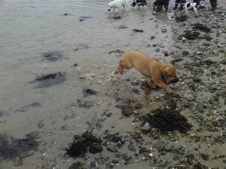 Blanding af racer Lani billede 14