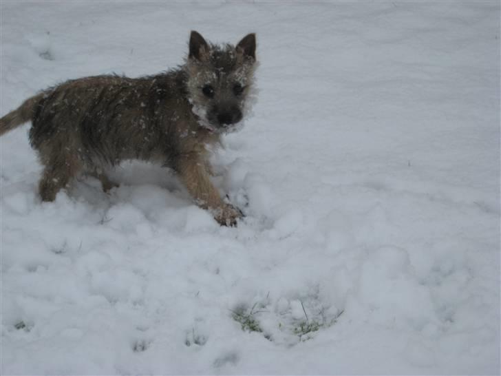 Cairn terrier Bailey billede 13