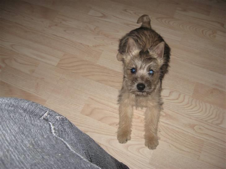 Cairn terrier Bailey billede 14
