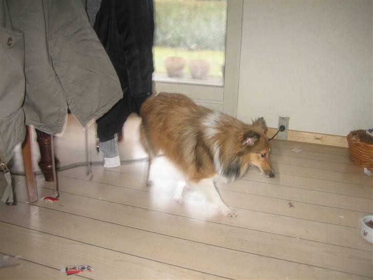 Shetland sheepdog Palmestranden's Citha billede 6